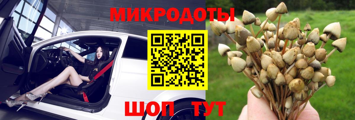 Псилоцибиновые грибы Psilocybine cubensis Бийск